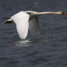 Cygne tuberculé