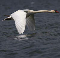 Cygne tuberculé