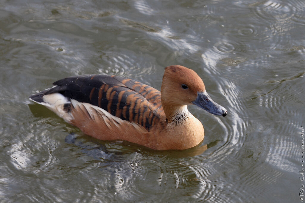 Dendrocygne fauve