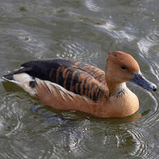 Fulvous Whistling Duck