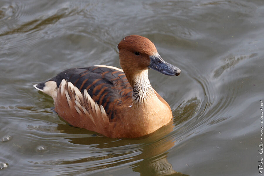 Dendrocygne fauve