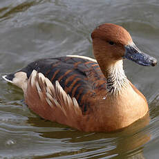 Fulvous Whistling Duck