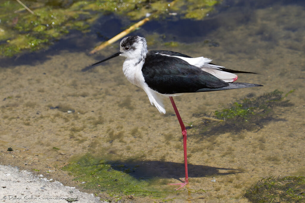 Black-winged Stiltadult, identification