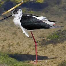 Black-winged Stilt