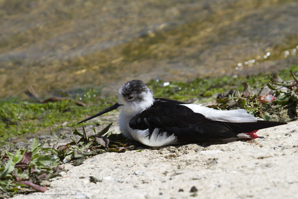 Black-winged Stiltadult