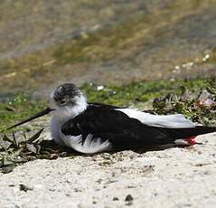 Black-winged Stilt