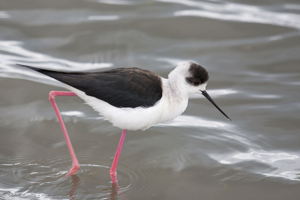 Black-winged Stiltadult