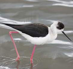 Black-winged Stilt