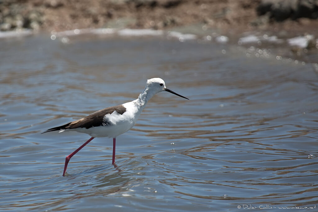 Black-winged Stilt female adult breeding, identification