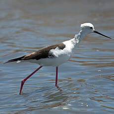 Black-winged Stilt