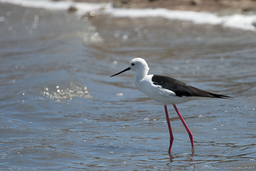 Black-winged Stilt male adult breeding, identification