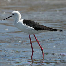 Black-winged Stilt