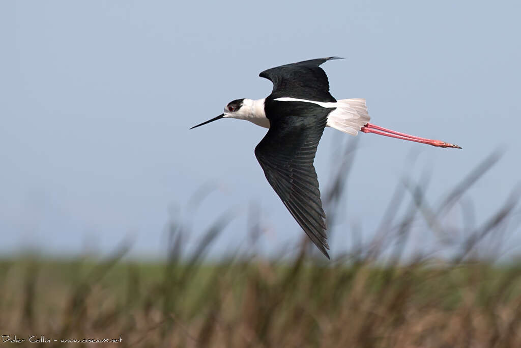 Black-winged Stilt male adult breeding, Flight