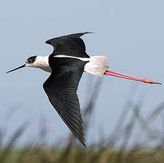 Black-winged Stilt