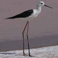 Black-winged Stilt