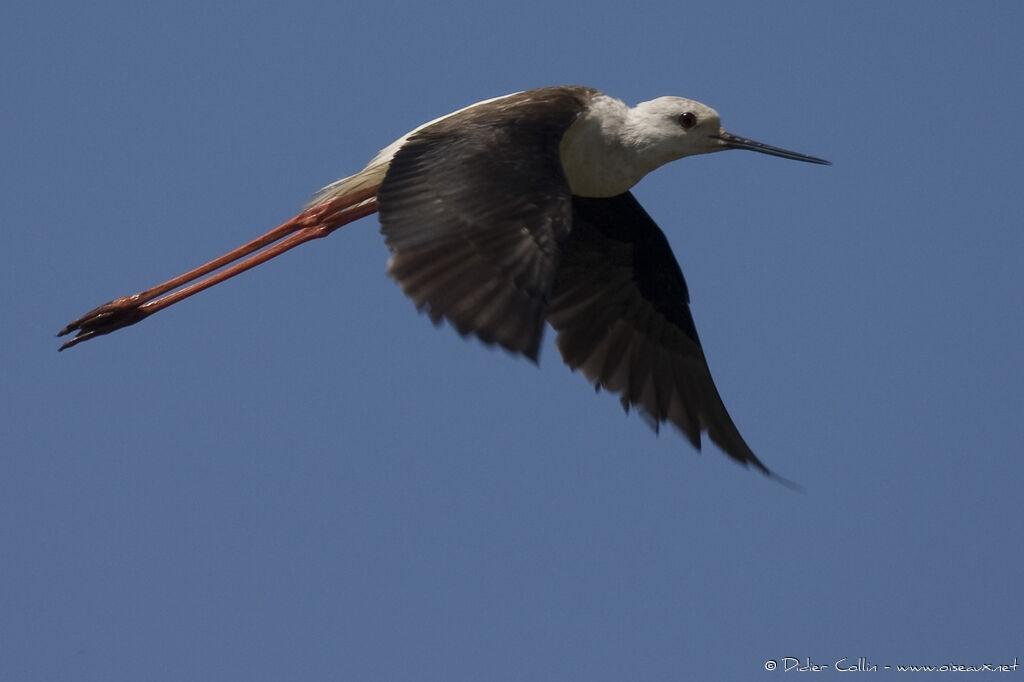 Échasse blanche