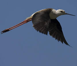 Black-winged Stilt