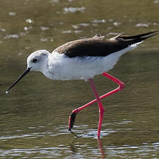 Black-winged Stilt