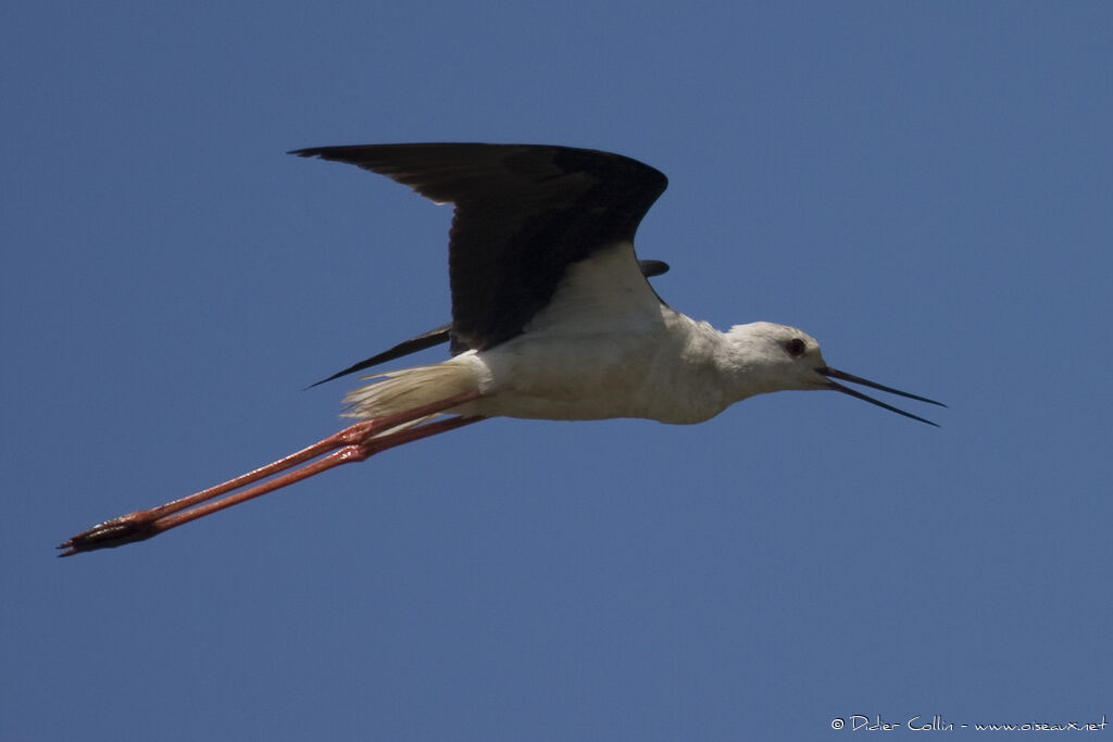 Échasse blanche