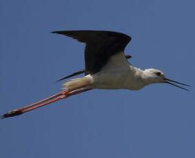 Black-winged Stilt