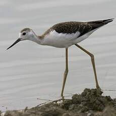 Black-winged Stilt