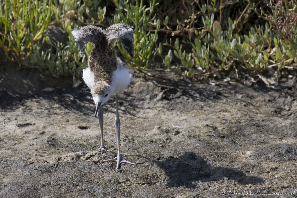 Black-winged Stiltjuvenile, identification, Behaviour