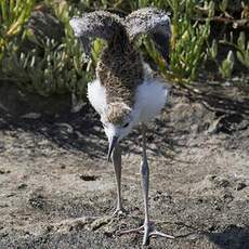 Black-winged Stilt