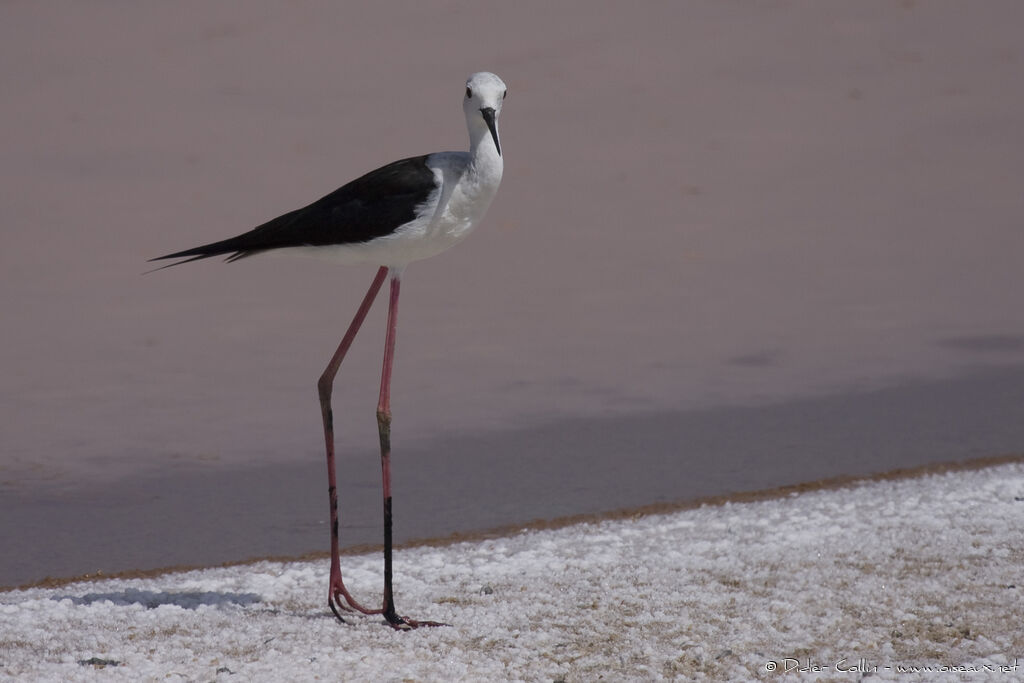 Black-winged Stilt