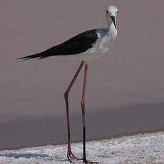 Black-winged Stilt