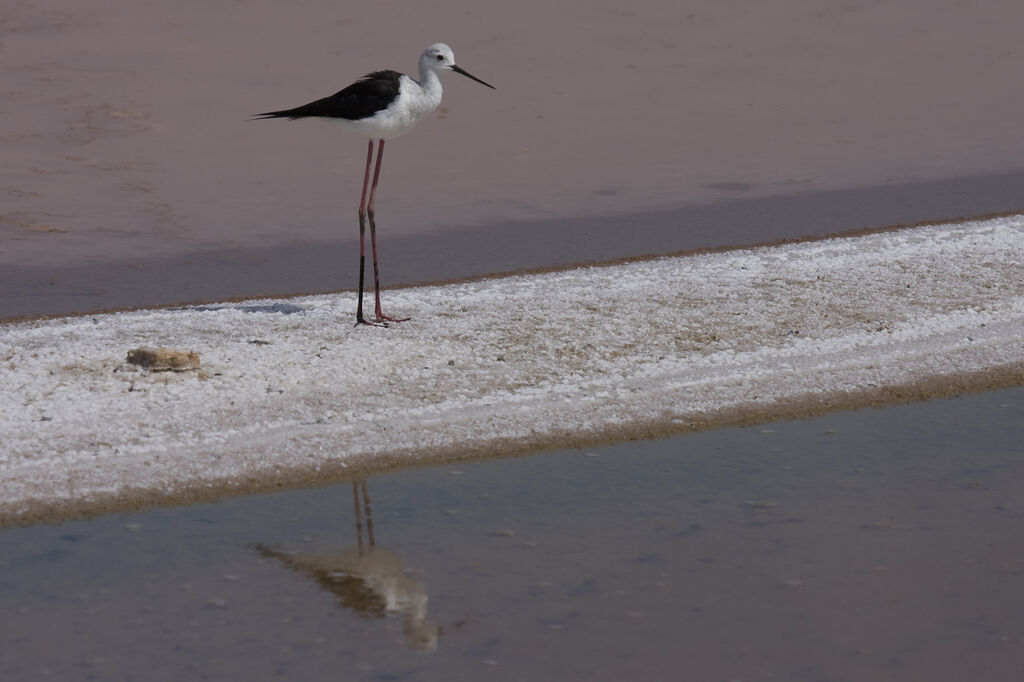 Échasse blanche, identification