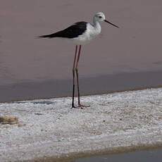 Black-winged Stilt