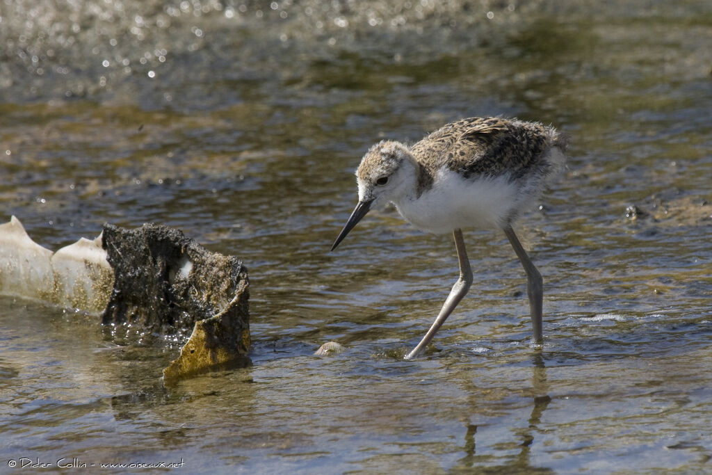 Échasse blanche, identification