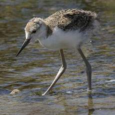 Black-winged Stilt