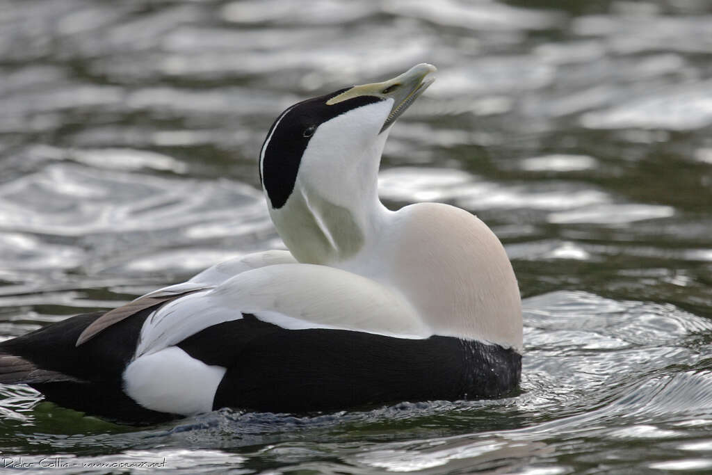 Common Eider male adult, aspect