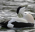 Eider à duvet