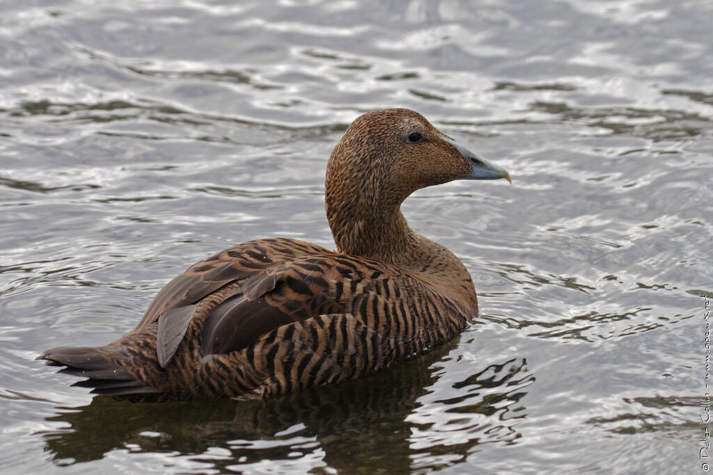 Common Eider female adult