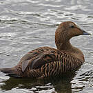Eider à duvet