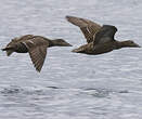 Eider à duvet