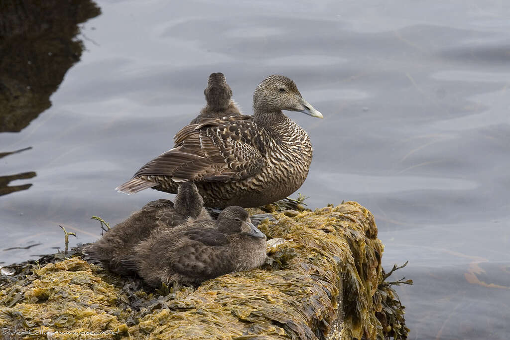 Common Eider, Reproduction-nesting