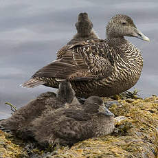 Eider à duvet