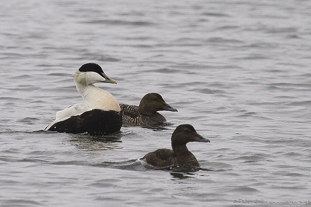 Eider à duvet 