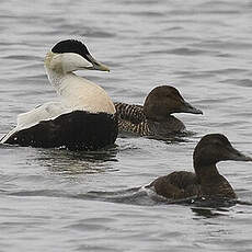 Common Eider