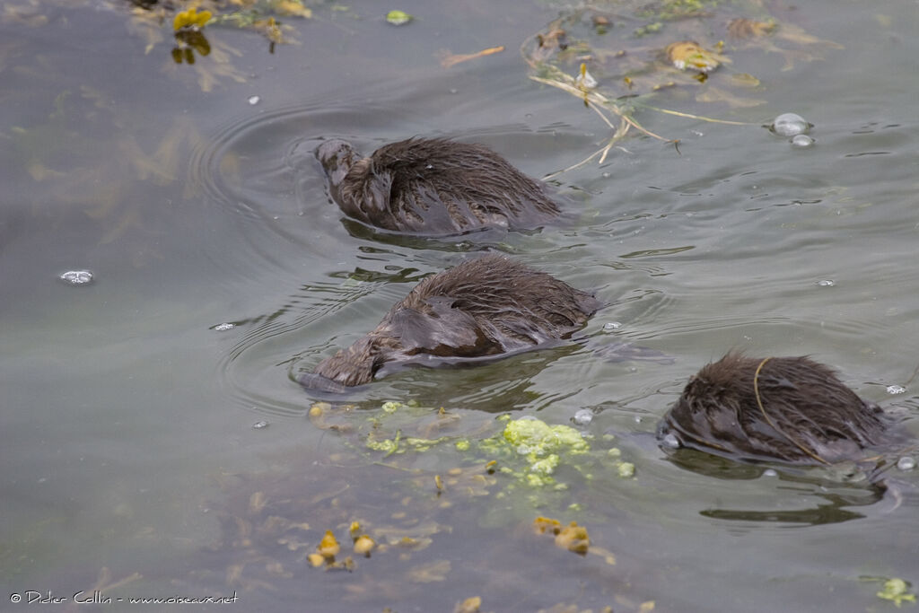 Eider à duvetjuvénile