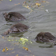 Eider à duvet