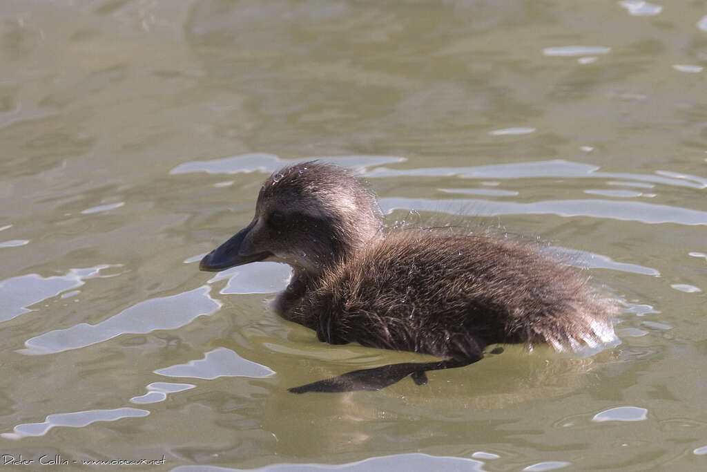 Eider à duvetPoussin, identification