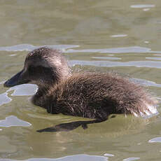 Eider à duvet