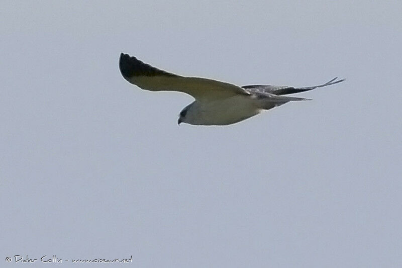 Black-winged Kite