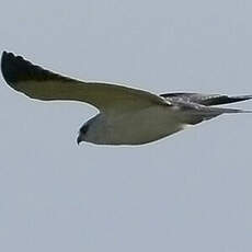 Black-winged Kite