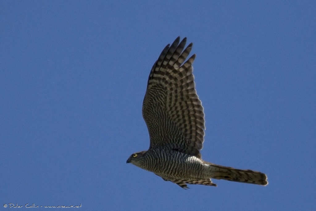 Eurasian Sparrowhawk male adult, identification