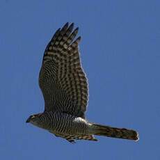 Eurasian Sparrowhawk